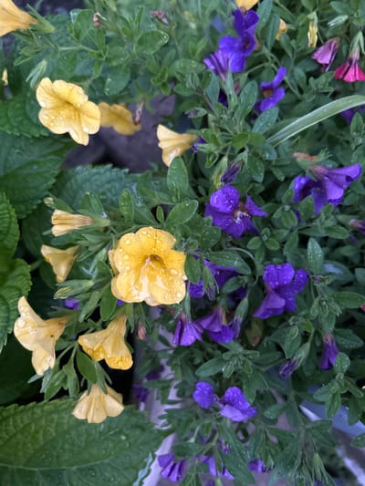 The image shows a close-up view of a potted plant with yellow and purple flowers, some of which are covered in water droplets, suggesting it may have recently rained. The plant has lush green foliage. There are no people visible in the image. The scene appears to be outdoors. The image was taken in Blaine, United States of America.