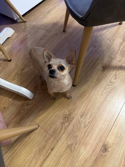 An eye-level, medium shot captures a small, tan-colored dog standing on a light brown wooden floor. The dog is looking directly at the camera with a curious expression. Its ears are perked up, and its eyes are dark and alert. The dog appears to be a mixed breed, possibly with Chihuahua or terrier traits.
In the background, the legs of two chairs are visible. One chair is dark gray with wooden legs, and the other is white with wooden legs. A portion of a white piece of furniture is also visible to the left of the frame. The floor is made of laminate flooring with a visible wood grain pattern. The lighting in the scene suggests an indoor environment, likely a home or office.
This scene is consistent with an indoor setting, such as a living room or dining area, within a residential property located in Marki, Poland. The presence of furniture and the indoor flooring indicates a domestic environment.