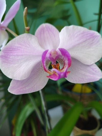 A close-up, eye-level shot captures a delicate pink and white orchid in bloom. The flower's petals are soft and slightly translucent, with subtle pink veining radiating from the center. The center of the orchid is a vibrant contrast of deep pink and yellow hues, with intricate speckled patterns. The orchid is positioned against a softly blurred background of lush green foliage and hints of other plant life. The lighting is soft and natural, highlighting the delicate textures and colors of the flower. The image's composition draws the viewer's attention to the intricate details of the orchid's bloom. The location of Zell am Harmersbach, Germany, is not discernible from the visual information provided in the image.