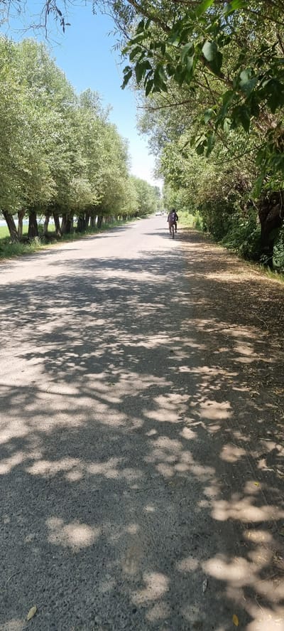 In the city of Uch. Zhdanova, Tajikistan, a person is riding a bicycle on a paved road lined with trees. The road is mostly shaded by the trees, creating dappled sunlight patterns on the asphalt. In the distance, there are a couple of cars. The trees on the left side of the road appear to be in full foliage, with some water visible beyond them. The trees on the right side are also leafy, with dense undergrowth along the edge of the road. The sky is clear and blue.
