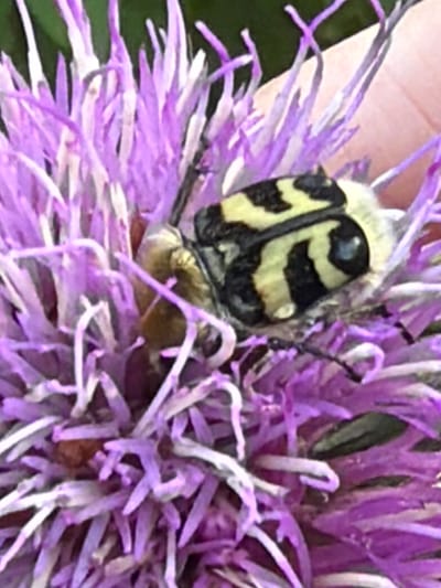 This media file is a close-up, horizontally oriented photograph of a beetle with black and yellow markings on a purple thistle-like flower. The beetle's head and thorax are visible, with its distinctive striped pattern and a large dark eye. It appears to be feeding or resting on the flower's petals. The background is out of focus, showing hints of green foliage and a human finger, suggesting a natural, outdoor setting. The lighting appears to be bright, indicating daylight. The image is sharpest on the beetle and the immediate flower it is on, with the rest of the scene gradually blurring. There is no visible text.