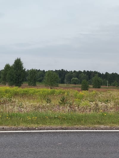 The image shows a view from a road in Nizhnyaya Vyazovnya, Russia. In the foreground, there is a dark asphalt road with a white line painted on it. Beyond the road is a grassy verge with scattered yellow and white wildflowers. Further back, a field of tall, yellow-flowering plants is visible, interspersed with patches of green grass and small flowering plants. In the middle ground, a line of trees stands, including several tall, slender birch trees with white bark and dark foliage, as well as other deciduous trees. Two white poles are visible among the trees on the right side of the image. The background is dominated by a dense, dark green forest. The sky is overcast with light gray clouds. The scene appears to be a rural landscape on a cloudy day. There are no people or animals visible in the image.