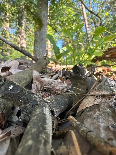 The image is a low-angle, close-up shot of the forest floor in the city of Żurawiniec, Poland. The foreground is dominated by fallen branches and dry leaves, with a few pine needles scattered amongst them. The bark of the branches is rough and textured, with some patches of moss and lichen. In the background, the trunks of mature trees are visible, with a dense canopy of green leaves overhead, allowing dappled sunlight to filter through. A small green seedling is growing amongst the debris in the mid-ground. The overall impression is one of a natural, untouched woodland environment. There are no people or animals visible in the image.