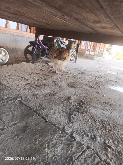 A young chicken with brown and white feathers stands on a cracked concrete surface under a wooden structure. To the left of the chicken are two bicycle wheels, one white and one black. In the background, there are wooden posts and railings, suggesting an outdoor seating area or porch. The overall environment appears to be a rural or semi-urban setting, possibly a yard or courtyard. The timestamp on the image reads "2026/07/12 09:19". The location is identified as Yukari Yobu, Uzbekistan.