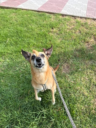 A tan-colored dog with pointed ears and a black nose sits on a green lawn. The dog is wearing a silver harness and is attached to a black and white leash. The dog is looking up and appears to be panting. In the background, there is a patterned tiled pathway with a concrete border. The scene is illuminated by sunlight, casting shadows on the grass. The location is the city of Aguadulce, Spain.