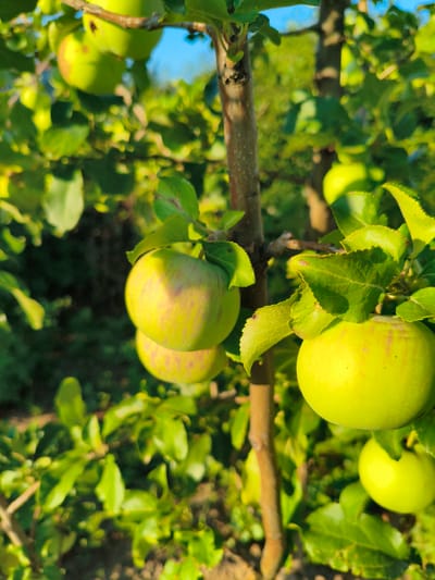 This image depicts several unripe green apples hanging from the branches of a tree in a rural outdoor setting. The apples vary in size and show streaks of pink or red blush against their green skin. Sunlight illuminates the apples and the surrounding lush green foliage, creating a dappled effect. The background consists of more greenery and a glimpse of a clear blue sky. The overall scene suggests a natural environment, possibly an orchard or a garden, located in the Ақсуат ауылдық округі region of Kazakhstan. There are no people or animals visible in the image.