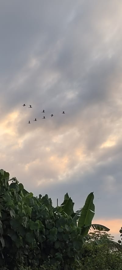 This is a vertical, eye-level, medium shot photograph of a cloudy sky above lush green foliage and banana trees. In the sky, a flock of nine birds is flying in a V-formation. The birds are dark silhouettes against the pale, cloudy sky. The clouds are a mix of grey and white, with patches of soft, peachy light, suggesting either dawn or dusk. The lower half of the image is dominated by dense, green foliage, including large, broad leaves of what appear to be banana plants. The overall scene evokes a natural, possibly rural, setting. There is no indication of a specific location within Blangmajron, Indonesia.
