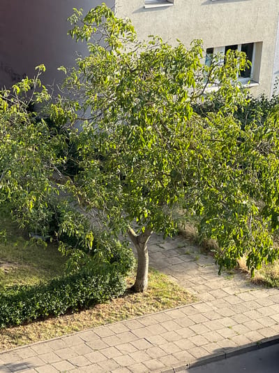 The image shows a tree with green leaves in front of a building. The building is light-colored and has windows. There is a sidewalk in front of the building and a grassy area next to the sidewalk. The image appears to be taken from a higher vantage point, looking down on the scene. The sunlight is casting shadows on the ground, suggesting it is daytime. The overall scene is calm and ordinary, depicting a common urban or suburban environment. The presence of a building with windows and a sidewalk indicates an inhabited area. The greenery suggests a well-maintained outdoor space. The scene appears to be located in Burg, Germany.