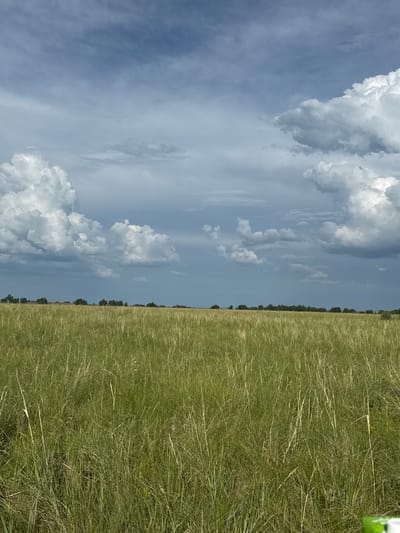 A wide, low-angle shot captures a vast, open field of tall, green and yellow grass under a dramatic sky. The field stretches horizontally across the entire bottom of the image, with individual blades of grass visible, some standing upright and others bent or lying down. The grass appears somewhat dry in places, with lighter yellow stalks interspersed among the green. In the distance, a thin line of trees marks the horizon, appearing as dark green, blurry shapes against a pale blue and gray sky. Above the tree line, large, white cumulus clouds dominate the sky, some appearing fluffy and bright, while others are darker and more ominous, hinting at possible rain. The sky is a gradient of blues, transitioning from a lighter shade at the horizon to a deeper gray as it rises. The overall scene conveys a sense of natural, untamed landscape under a dynamic weather system. The location is identified as the city of Жаңаауыл, Kazakhstan. There are no people or specific objects of interest visible in the frame.