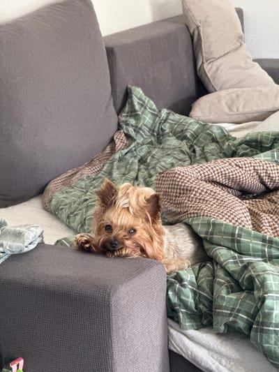 A small Yorkshire Terrier rests on a bed covered with blankets. The dog is positioned in the foreground, looking directly at the camera with its paws resting on the edge of a gray ottoman. The bed is adorned with a green plaid blanket and a brown and white patterned blanket. In the background, a gray sofa and pillows are visible, suggesting an indoor setting, likely a living room or bedroom. The image does not contain any information about the city of Rzeszów, Poland.