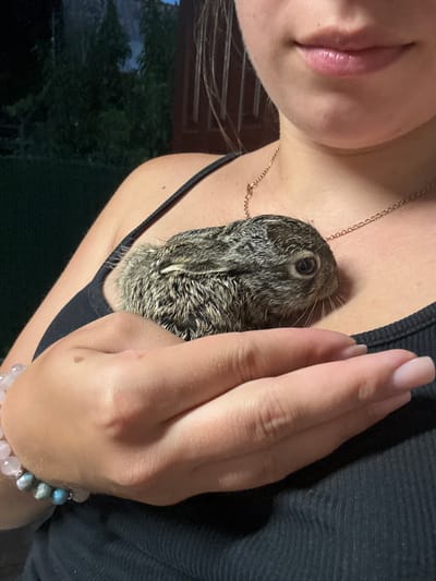 A young person is holding a baby rabbit against their chest, wearing a black tank top and a delicate gold necklace. The rabbit appears to be a wild hare, with brown and grey fur. The person's hands are gently supporting the animal. In the background, lush green foliage and a wooden structure are visible, suggesting an outdoor setting. The lighting indicates it is either dusk or evening. There are no specific landmarks visible that would identify the location as Chykalivka, Ukraine.