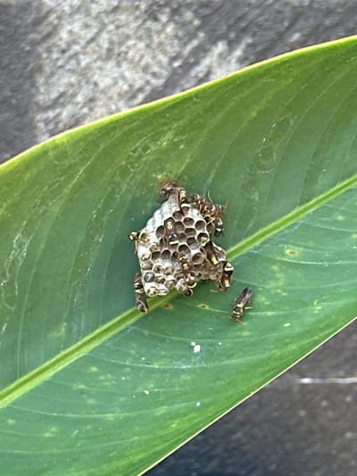 A small, hexagonal wasp nest, constructed of a papery material, is affixed to the surface of a large, green leaf. Several wasps, with segmented bodies and distinct yellow and black markings, are visible on and around the nest. One wasp is in the foreground, to the right of the nest, while others cluster on the nest itself. The leaf, with prominent parallel veins, rests on a dark, textured surface, possibly concrete or stone. The background is out of focus, showing a blurred grey and black mottled pattern. The scene appears to be outdoors, in natural light, and could be located in a garden or natural setting in Bangli, Indonesia.