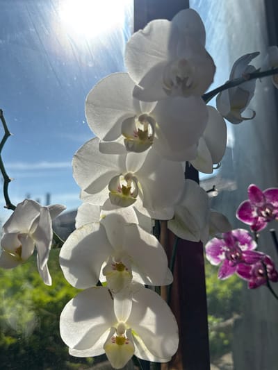This is a close-up, low-angle shot of a cluster of white moth orchids (Phalaenopsis) in bloom, set against a bright, sunlit window. The sky, a clear blue, is visible through the window, with some glare from the sun. The orchids, with their delicate white petals and yellow and pink centers, are the primary focus. Several blooms are in sharp focus, while others are slightly blurred. A thin stem with a few small nodules extends from the left side of the frame. In the background, out of focus, are some magenta and white-edged orchids and lush green foliage, suggesting an outdoor setting or a well-lit indoor plant area. The overall impression is one of natural beauty and tranquility, bathed in bright sunlight. The image does not contain any people or specific identifiable landmarks of Veselina, Bulgaria.