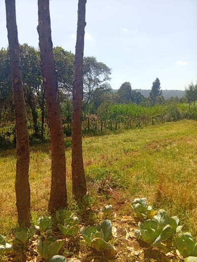 The image displays an agricultural landscape in Waseges ward, Kenya, under clear daylight conditions. In the immediate foreground, three prominent, debarked tree trunks stand vertically, their bases rooted in brown soil. Directly in front of and between these trunks, a cultivated patch features numerous young, green cabbage plants, indicating recent planting or growth. Beyond this patch, a field of predominantly dry, yellow-green grass extends horizontally. A rudimentary fence, constructed from thin, vertical wooden stakes, marks the boundary of this grassy area. Behind the fence, a more densely vegetated zone includes what appears to be other cultivated crops, possibly maize, and various species of mature trees forming a green canopy. The background reveals a distant undulating landmass or hills, also covered with trees, all beneath a bright blue sky with scattered faint white clouds. No people or animals are visible, and no overt actions or interactions are depicted. The scene conveys a rural, cultivated environment.