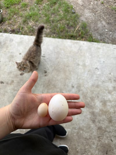 A person's left hand is in the foreground, holding two eggs. The smaller egg is pale brown, and the larger egg is white with faint speckles. The hand is positioned over a concrete surface. In the background, a fluffy, brown and tan cat is walking away from the viewer, its tail raised. The environment appears to be an outdoor area with patches of green grass and a concrete pathway. The image is taken from a slightly elevated perspective, looking down at the hand and the cat. The overall scene is casual and domestic. The location is not specified in the image or its metadata.
