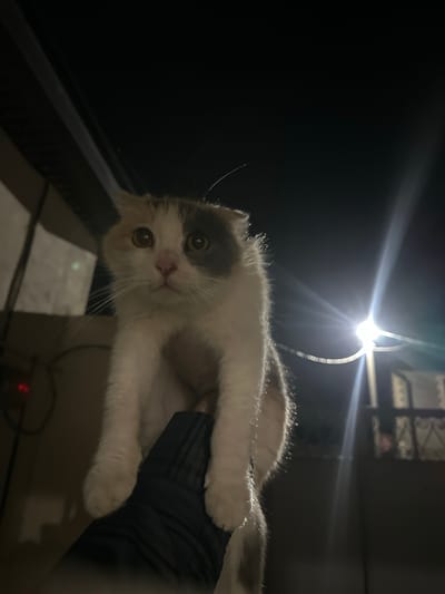 The media file shows a close-up, low-angle shot of a young cat being held. The cat is predominantly white with patches of grey and light brown fur on its head and back. It has large, round, light brown eyes, a pink nose, and prominent white whiskers. The cat appears to be looking directly at the camera with a curious expression. Its paws are visible, one resting on a dark, textured surface, possibly fabric.
The scene is dimly lit, suggesting it is nighttime or indoors with minimal light. A bright light source, possibly a street lamp or a powerful flashlight, is visible in the upper portion of the image, casting strong light rays and lens flare. In the background, out of focus, are hints of a window with some structure behind it and what might be an indoor setting with some electrical wiring visible.
The overall impression is an informal, perhaps candid, moment captured at night. There is no visible text in the image. The location context provided, Subutli-Miatli, Russia, does not offer specific visual cues within the image itself.