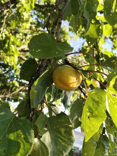 An apricot hangs from a tree branch, surrounded by green leaves. The apricot is light yellow and round, with a faint line running down one side. The leaves are a vibrant green, some with small holes or blemishes. Sunlight filters through the leaves, creating dappled patterns of light and shadow. The background is out of focus, showing more leaves and branches, with hints of blue sky. A building with a white roof is visible in the lower right corner. The image appears to have been taken outdoors during the daytime, likely in a garden or orchard in Congaz, Moldova, given the context. The overall mood is peaceful and natural. There is no visible text in the image.