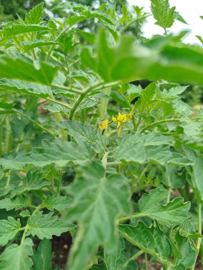 The image is a close-up, ground-level shot of tomato plants in an outdoor garden, likely in an agricultural setting. The foreground is dominated by lush green tomato leaves, with a few small yellow tomato blossoms visible towards the center. The leaves are textured and have serrated edges. The background is blurred, showing more greenery and a hint of the sky. The lighting appears to be natural daylight. The scene depicts a natural, uncultivated environment. The location is specified as Баравухскі сельскі Савет, Belarus, suggesting a rural or suburban agricultural area. There are no people, animals, or man-made structures prominently featured in the image.