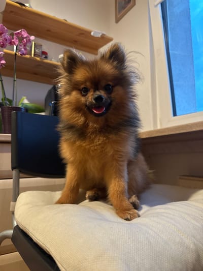A fluffy, brown and black Pomeranian dog is captured in a playful moment, looking directly at the camera with its tongue slightly extended. The dog is positioned on a light-colored, possibly cream-colored, upholstered chair, with its front paws resting on the armrest. The photo is taken from a low angle, emphasizing the dog's expression.
In the background, a window shows a bright blue sky, indicating it is daytime. Below the window, there's a wall or furniture surface in a light tone. To the left of the dog, wooden shelves are visible, holding various items including a framed picture and a houseplant with vibrant pink orchid flowers. A dark chair or piece of furniture is also partially visible beneath the dog. The setting appears to be an indoor space, likely a home, in Arzberg, Germany, with a cozy atmosphere. There is no visible text in the image.