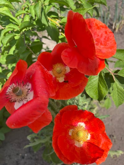 The image shows a close-up, eye-level view of three vibrant red poppies in bloom. The flowers are the primary subjects, with their delicate petals, some showing slight damage or water droplets, and their intricate centers of yellow stamens. One poppy in the foreground on the left has a visible dark-speckled white marking at its base. A tiny black insect, possibly a fly or bee, is visible on the petal of the middle poppy. The poppies are nestled among lush green foliage, which is slightly out of focus, creating a soft backdrop. The ground beneath the plants appears to be a mixture of soil and possibly some gravel. The lighting suggests it is daytime with sunlight illuminating the scene. The overall impression is one of natural beauty and a serene garden setting. The location is identified as Sukhrinskoye, Russia.