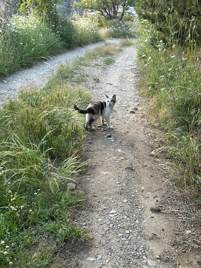 This image captures a calico cat on a dirt and gravel path in Brosh, Bulgaria. The cat, exhibiting white, black/dark brown, and orange/tan fur patches, stands on the light-colored, unpaved path. Its body is angled towards the right side of the frame, with its head turned to look back towards the camera. The cat's tail is curved upwards.
The path, composed of small stones and compacted earth, extends from the foreground into the background, curving gently to the left. It shows some tire tracks or indentations. Both sides of the path are lined with dense vegetation. The left side features tall green grasses, some with seed heads, interspersed with numerous small white wildflowers. The right side also has green and drier grasses, along with some taller leafy plants and a dark green bush or small tree further back.
In the background, more trees and foliage are visible, indicating a natural or semi-wooded environment. Faint outlines of distant structures or buildings can be seen through the trees in the far background. The scene is illuminated by natural daylight, casting some areas in sunlight and others in shadow. No human subjects are present.