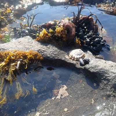 This is a close-up, high-angle, outdoor photograph of a tide pool on the rocky coast of Fanore, Ireland. The tide pool is filled with clear water that reflects the bright sunlight, creating sparkling highlights. The edge of the tide pool is lined with various marine life including mussels, seaweed of different colors and textures (brown, yellow, and green), and what appears to be a limpet or similar shell on a rock. In the water, there are small organisms, possibly more seaweed or tiny sea creatures, and some of the rocks have a rough, textured surface. The overall scene depicts a natural, undisturbed marine environment.