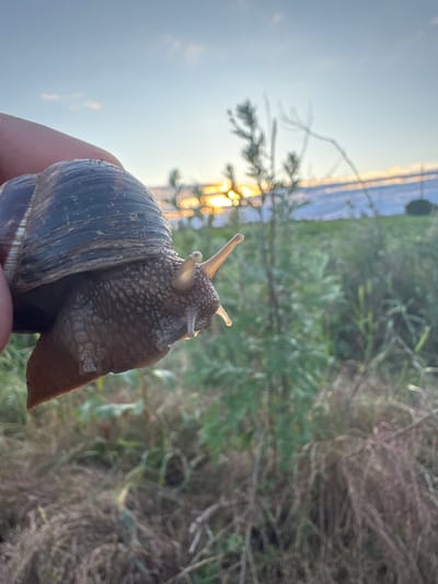 The image, oriented vertically but depicting a scene that appears rotated 90 degrees clockwise, features a large land snail held by a person's hand in the foreground. The snail's textured, brownish body and extended eyestalks are prominent, with its dark, spiraled shell showing subtle striations. A human finger and thumb support the snail from below and to the left.

The background is softly blurred, suggesting a shallow depth of field, and depicts an outdoor natural environment. Green and brown foliage, resembling bushes and tall grass, occupies the mid-ground and right side of the frame. To the left, a body of water reflects the warm, golden light of either sunrise or sunset. The sky above is a pale blue. The overall lighting is atmospheric, indicating either early morning or late afternoon. The visible activity is a person holding and observing the snail. No specific location cues are visible within the image, and there is no discernible text. The scene captures a moment of interaction with wildlife in a natural, serene setting, located in Yana, Bulgaria.