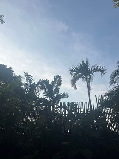 Silhouetted palm trees punctuate a pale blue sky with faint cloud wisps. Dark foliage and a slatted fence-like structure are intertwined with the palm fronds, creating a contrast against the brighter sky. The image is taken from a low angle, looking upwards towards the tree canopy.