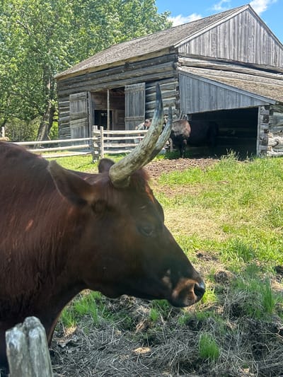 This media file shows a close-up of a dark brown cow with large, curved horns in the foreground. The cow is facing to the right, with its head and neck dominating the right side of the frame. Its eye is visible, and its muzzle is partially in view. Behind the cow, there is a rustic wooden barn with a weathered appearance. The barn has an open doorway, revealing another dark-colored cow inside. The scene is set outdoors with green grass and dry brush surrounding the barn and the foreground cow. A wooden fence is visible between the cow and the barn. Trees with lush green foliage are also present in the background, suggesting a rural or farm setting. The sunlight indicates it is daytime, likely a sunny day. The overall impression is of a peaceful, rural environment.