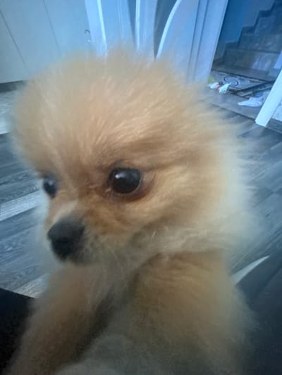 A close-up, slightly out-of-focus photograph shows the head of a light-brown Pomeranian puppy. The puppy's fur is fluffy, obscuring some of its facial features, but its large, dark eyes and black nose are visible. The background appears to be an indoor setting with a wooden floor and what looks like a staircase. There are some objects on the floor, including what seem to be pieces of white fabric and a green bottle. The lighting is dim, creating a slightly hazy atmosphere. The image's composition is tight on the puppy's face, with its head tilted slightly to the left. There is no visible indication of the city of Boboshevo, Bulgaria.