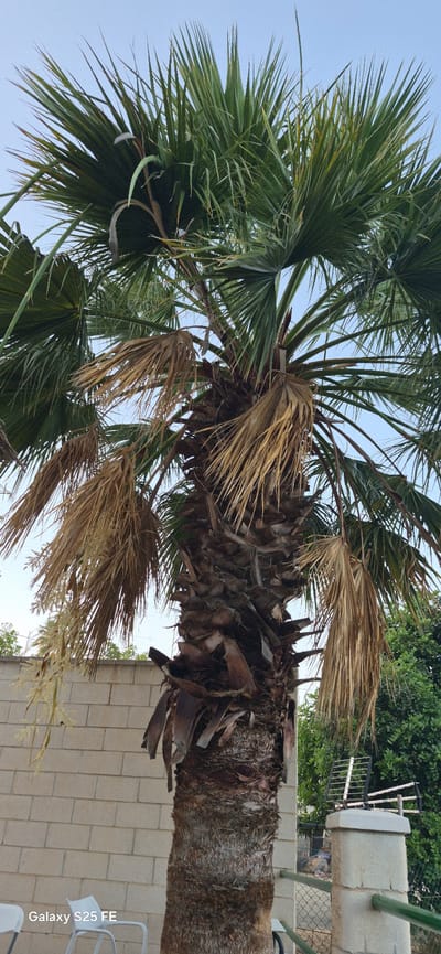 This image shows a close-up view of a palm tree trunk and its fronds against a bright sky. The trunk is rough and textured, covered in dried leaf bases. Some of the fronds are green and healthy, while others are brown and withered, hanging down. In the background, there is a brick wall, some green foliage, and a concrete pillar with a television antenna on top. A portion of a metal fence and some outdoor chairs are also visible. The scene appears to be outdoors, possibly in a garden or yard. The text "Galaxy S25 FE" is present in the bottom left corner of the image. The location is specified as Almáchar, Spain.