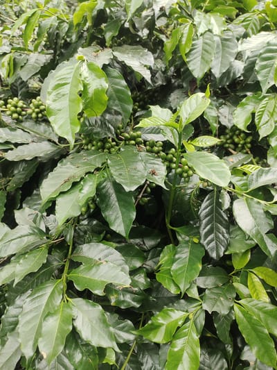 A close-up, high-angle shot shows a coffee plant with numerous unripe green coffee cherries clustered on its branches. The plant is lush and verdant, with large, glossy leaves that exhibit a rich green hue. Some leaves show signs of minor damage, such as small holes and browned edges. The coffee cherries are small and round, growing in dense clusters. The background is filled with more coffee plant foliage, creating a dense and naturalistic scene. The image appears to be taken outdoors in a location where coffee is cultivated.