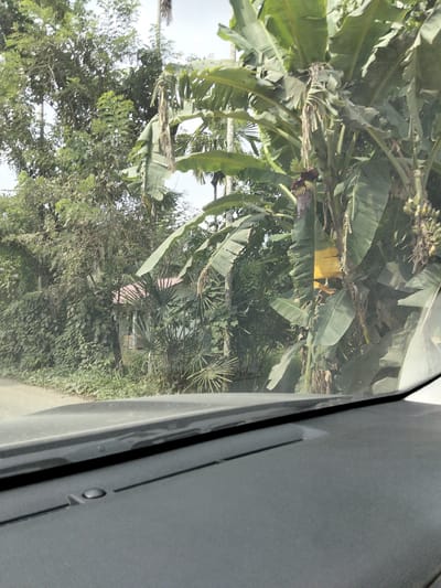 The image depicts a view from inside a vehicle, looking out at a lush, tropical scene. The foreground is dominated by the dark gray dashboard of the car, with a reflection of the bright exterior visible on its surface. Beyond the dashboard, the scene is filled with dense foliage, primarily large, green banana leaves. Several banana trees are visible, with one bearing a bunch of small, green bananas and a purplish banana flower. The leaves are broad and vibrant, creating a natural canopy.
In the mid-ground, partially obscured by the vegetation, is a small building with a reddish-brown tiled roof. The building appears to be simple, with some white walls and an open porch area. The surrounding vegetation is so thick that it almost completely hides the structure, suggesting a remote or rural location. A dirt or gravel road is visible on the left side of the image, leading away from the viewpoint.
The overall impression is one of a humid, tropical environment, likely during the daytime given the brightness of the scene. The sky is a pale, overcast white, suggesting either a cloudy day or the very early or late hours of daylight. The abundance of vegetation and the presence of banana trees strongly indicate a location in a warm, wet climate. The image captures a slice of everyday life in a rural area, with the natural landscape playing a prominent role. There is no visible text in the image.