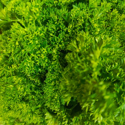 This is a close-up, overhead shot of curly parsley. The leaves are a vibrant green and appear to be fresh. The parsley is densely packed, with individual leaves intricately curled and layered. The lighting highlights the texture of the leaves, creating a play of light and shadow. There are no people or any other objects visible in the image. The scene is devoid of any context that would suggest a specific location within Los Teques, Venezuela, or any other city. The focus is solely on the natural detail of the parsley.