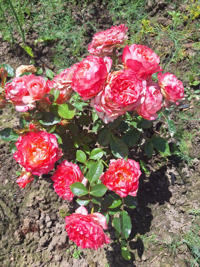 This is a close-up, eye-level, outdoor photograph of a cluster of blooming roses in a garden setting. The roses are predominantly pink with white and darker pink variegated petals, some appearing fully bloomed, while others are in bud. They are situated amidst green foliage and dark soil, with some dry leaves and green weeds visible in the background. The lighting suggests it is daytime, with sunlight casting shadows. The image focuses on the floral subject, showcasing the texture and coloration of the rose petals. The location is identified as Бучацінскі сельскі Савет, Belarus.