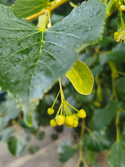 The media file is a close-up, eye-level shot of a flowering plant, likely a Linden tree, in Tukums, Latvia. The dominant subjects are the lush green leaves and a cluster of developing yellow flowers or fruit. The leaves are large, with visible veins and a slightly glossy texture, suggesting they may be wet from recent rain, as evidenced by small water droplets on the surface. One large leaf is prominently in the foreground, partially obscuring the cluster of flowers which hang from thin green stems. The flowers themselves are small, bulbous, and a vibrant yellow, with delicate, pale yellow stamens beginning to emerge from some.

The background consists of more blurred green foliage and branches, creating a soft, natural bokeh effect. The overall impression is one of natural growth and the early stages of flowering or fruit development. The lighting suggests it is daytime, with diffused light that highlights the textures of the leaves and the bright color of the flowers. There are no people visible, and the setting is clearly outdoors, within a natural environment, likely a garden or park given the healthy appearance of the plant. The image conveys a sense of calm and the beauty of nature's small details. No text is visible in the image.