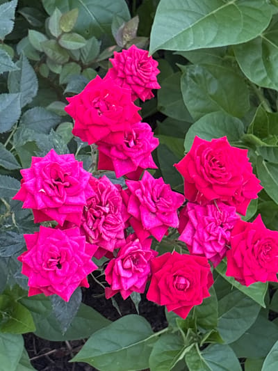 The image is a close-up, overhead shot of a cluster of bright pink roses and dark green foliage. The roses vary slightly in their openness, with some appearing fully bloomed and others more tightly budded. The petals are richly colored, with deep folds and a velvety texture. The background consists of lush, broad leaves, some in focus and others softly blurred, creating a depth of field that highlights the vibrant flowers. The lighting suggests it is daytime, possibly morning or late afternoon, given the soft shadows and bright, even illumination. There are no people or animals present in the frame. The scene appears to be a garden or a natural setting, likely outdoors, given the presence of plants. The image is taken in the city of Gurkovo, Bulgaria.