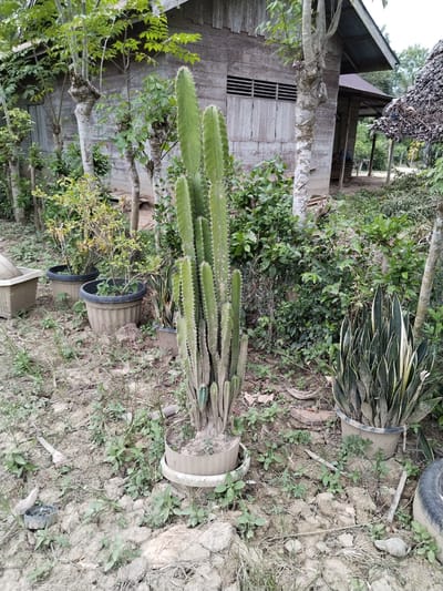 The image depicts an outdoor scene in Teupinbayu, Indonesia, characterized by a dry, unpaved yard adjacent to a wooden structure. In the foreground and central to the image, a tall, multi-stemmed green columnar cactus is planted in a light-colored pot, which is situated within a wider, low-rimmed container on the ground. To the immediate right of the cactus, a potted snake plant (Sansevieria) with variegated leaves is visible. Further right, a dark rubber tire segment rests on the ground.

The ground surface is predominantly dry, cracked soil with sparse patches of green weeds and grass. Towards the lower-left, a light-colored, square-shaped planter is present, and a small, dark, circular object, possibly containing ash, rests on the ground.

In the midground, several other potted plants are arranged behind the central cactus, some appearing smaller or less robust. A dense assortment of green foliage, including trees and shrubs of varying sizes, forms a natural backdrop.

The background features a rustic wooden house constructed with horizontal planks. A window with horizontal slats is visible on the left section of the house. To the right, an extension of the structure or a separate building features a corrugated metal roof. A smaller, crude lean-to structure with a thatched roof is partially visible on the far right side of the image. The scene is devoid of any visible people or animals.