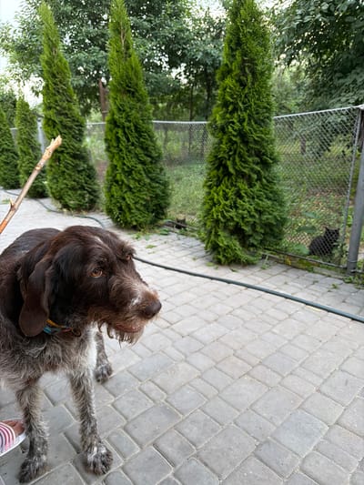 In Kamianka-Buzka, Ukraine, a German Wirehaired Pointer stands on a stone-paved patio. The dog, facing right, has brown and white fur and a colorful collar. A stick is held in its mouth, angled upwards to the left. In the background, a chain-link fence encloses a grassy area with several evergreen trees and two black cats. The scene appears to be an outdoor yard or garden.