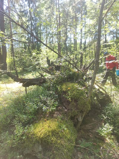The image depicts a forest scene, likely within the Верамейскі сельскі Савет region of Belarus. The foreground is dominated by a large, fallen tree trunk covered in moss and small green plants. Several other fallen branches and a dense undergrowth of foliage are visible. Sunlight filters through the canopy of tall trees, casting dappled light on the forest floor. In the background, a person wearing a red jacket and dark pants, with a backpack, is walking away from the camera. The person appears to be engaged in an outdoor activity, possibly hiking or foraging. The environment suggests a natural, undeveloped area.