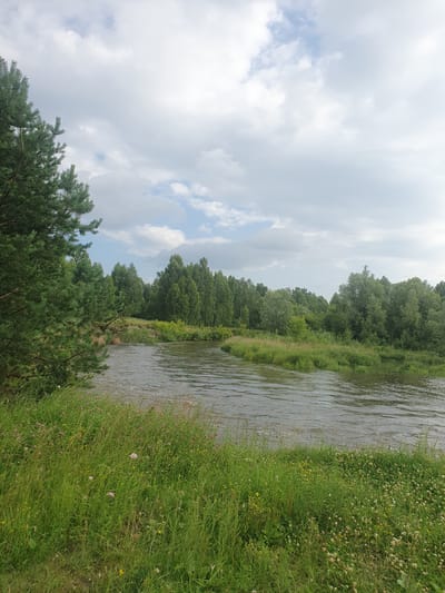 The image depicts a natural landscape with a river in the foreground. On the left side of the image, a tall pine tree with green needles is prominent. The river flows from the background towards the foreground, with its surface rippling. The riverbanks are lined with lush green grass and various wildflowers, including pink and white blossoms. In the background, a dense forest of deciduous trees stretches across the horizon under a cloudy sky. The overall scene is tranquil and suggests a rural or wilderness setting. The image is a photograph taken outdoors on a cloudy day.