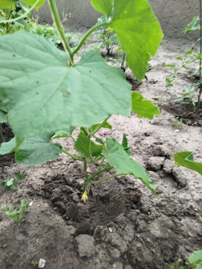 The image shows a close-up view of a young cucumber plant with large green leaves and a single yellow flower growing in dry, cracked soil. The plant is positioned in the center-right of the frame. In the background, other plants and a blurred wall are visible. The setting appears to be a garden or allotment in a rural or suburban area. Given the context of Ceadîr-Lunga, Moldova, this is likely a typical garden scene during the growing season, possibly depicting early stages of plant development. No people or specific actions are evident in the image.