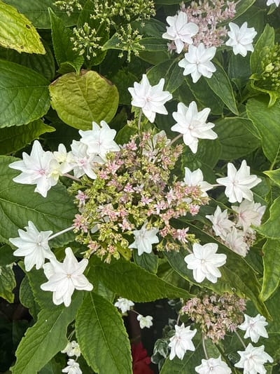 A close-up, overhead shot displays a cluster of white hydrangea flowers with delicate pink and green centers, interspersed with lush green foliage. The scene appears to be in a garden or natural setting. There are no people or animals visible in the image. The lighting is natural and diffused, suggesting an outdoor environment, possibly during the day. The image does not provide any specific information about the location within Test Valley, United Kingdom, or any context beyond the botanical subject matter.