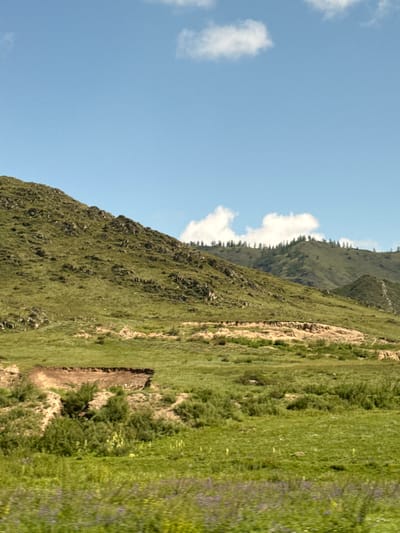 The image depicts a wide, rolling landscape under a bright blue sky with scattered white clouds. The foreground is a lush, green meadow dotted with faint purple and yellow wildflowers. In the mid-ground, a patch of disturbed earth with exposed soil is visible, bordered by dense green shrubbery. Further back, the landscape rises into a series of green hills covered in grass and interspersed with rocky outcrops. The crests of these hills are lined with a sparse forest of dark green coniferous trees. The overall impression is of a natural, undeveloped environment, likely rural or mountainous. The image does not contain any people, objects, or actions that would suggest a specific urban setting within the city of Tuekta, Russia; it is a purely natural scene.
