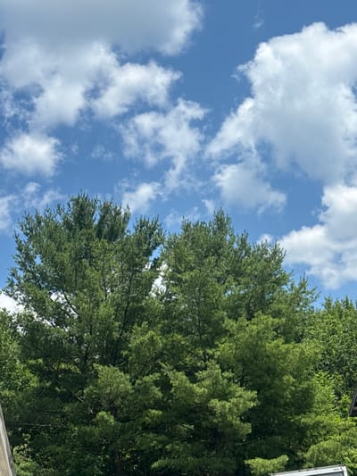 The image displays a view of lush green trees against a bright blue sky filled with white, fluffy clouds. The trees, predominantly coniferous with their characteristic needle-like leaves, form a dense canopy. The foliage appears healthy and vibrant, suggesting a natural, possibly rural or suburban environment. The sunlight illuminates the scene, casting a bright glow on the clouds and highlighting the texture of the tree branches and needles. The perspective is from a lower angle, looking up towards the sky and the tops of the trees. There are no people or distinct structures visible in the immediate foreground, but a hint of a roofline can be seen on the far right, suggesting the presence of a building nearby. This image evokes a sense of a pleasant, sunny day in an area with abundant greenery.