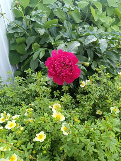 The image shows a close-up view of a garden in Verkhnie Chershily, Russia. In the foreground, a bush with small, delicate yellow and white flowers is visible. The flowers have five petals and a yellow center. The leaves of this bush are small and serrated. Behind the flowering bush, a large, deep pink peony flower is in full bloom. The peony has many ruffled petals and a prominent yellow center. The background consists of lush, dark green foliage from other plants, likely part of the same garden. To the left of the frame, a white, textured surface, possibly a fence or wall, is partially visible. The lighting suggests it is daytime, with soft, natural light illuminating the scene. There are no people or animals present in the image.