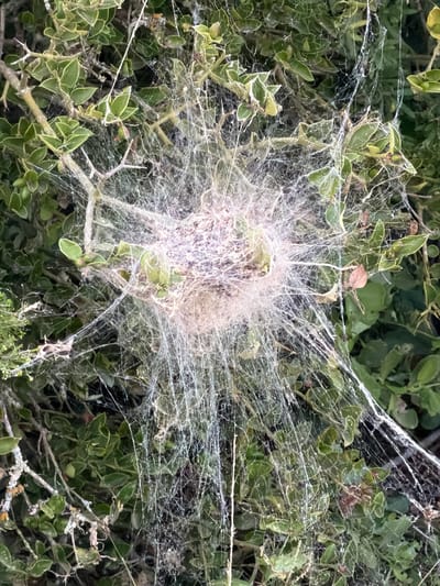 The image shows a dense, intricate spiderweb enveloping a section of a bush. The bush has small, green leaves and appears to be located outdoors. The spiderweb is thickest at the center and thins out as it extends outward, covering a considerable portion of the foliage. The scene is located in the city of George, South Africa. There are no visible people or animals in the image.