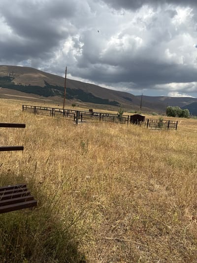 The image depicts an expansive, open rural landscape under an overcast sky, situated in the vicinity of Ttujur, Armenia. The foreground is dominated by a field of dry, light brown and golden grasses and weeds. A dark, multi-barred, possibly metallic, structure is partially visible in the lower-left quadrant. In the midground, a series of dark, rectangular, fenced enclosures are scattered across the dry field, suggesting a cemetery or memorial site. Within these enclosures, low-lying dark structures, consistent with headstones or markers, are present, alongside sparse green vegetation. Two tall, weathered wooden poles stand upright within this area, one prominently in the left-center. The background features a range of large, rolling mountains or hills, with a distinct horizontal band of dark green trees or dense foliage visible along their lower slopes. Additional green trees are clustered on the far right at the base of the mountains. The sky is heavily clouded with dark grey formations, though some brighter patches are apparent. A single, small, dark bird is observed in flight against the clouds in the upper-middle section of the sky. No individuals are present, and no discernible actions or interactions are occurring.