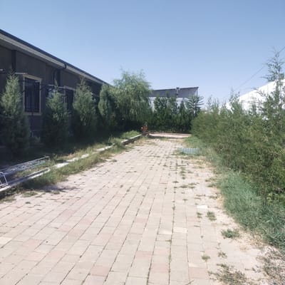 The image depicts an outdoor scene with a paved walkway made of light-colored rectangular bricks. The walkway extends diagonally from the bottom left towards the top right of the frame. Along the left side of the walkway, there is a dark-colored building with windows and a metal fence. Several evergreen trees are planted in front of the building. To the right of the walkway, there is a dense line of green bushes and trees, with a white wall visible further in the background on the right. The sky above is clear and blue, suggesting a sunny day. There are some weeds growing in the cracks of the pavement and along the edges of the walkway. A metal ladder is leaning against the grassy area near the building on the left side. The scene appears to be a pathway in a garden or residential area, possibly during daytime, given the bright sunlight and clear sky. The overall impression is one of a quiet, outdoor space. There is no visible text in the image.