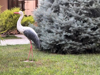 A garden statue of a stork stands in a grassy yard. The stork statue is white with black wing feathers and a pink beak and legs. It is positioned on the left side of the image, facing towards the right. Behind the stork is a large, dense blue spruce tree. To the left of the stork, there is a patch of bright green, bushy plants and beyond that, a building with a light-colored facade and dark windows. The ground in front of the stork and tree is covered in green grass with some dry patches. The scene appears to be set during the daytime with overcast or soft lighting, as there are no harsh shadows. The setting is a garden or yard, likely in a residential or public space. There are no people visible in the image, and the activity is static, focusing on the ornamental garden features.